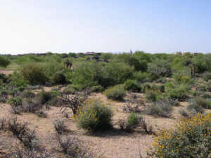 Gambel Quail 12