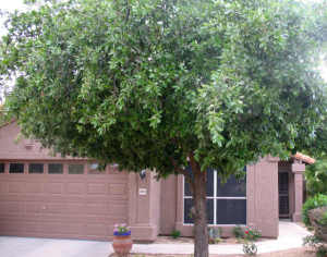 Premiere at Pinnacle Peak home for sale