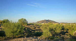 Gambel Quail 98