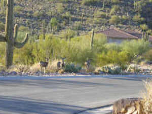 Troon Highlands Estates 8