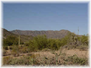 Gambel Quail 91