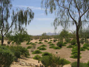 Village at Grayhawk home for sale