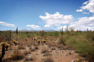 Upper Canyon at Silverleaf 1499