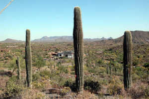 Saguaro Forest 319