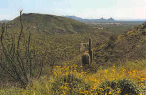 Carefree Ranch Homesteads 17B