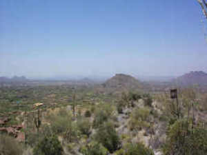 Saguaro Forest 243