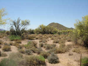 Pinnacle Peak Ranchos 13