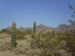 Pima Acres 114