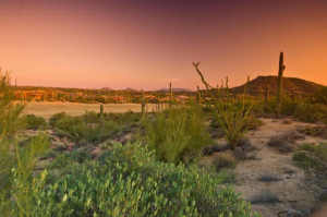 Saguaro Forest 113