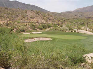 Saguaro Forest 125