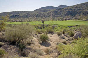 Saguaro Forest 120