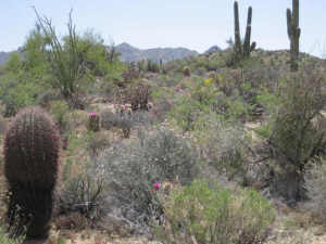 Non-HOA in Dynamite Foothills 21