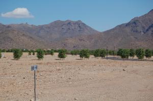 Arcadia at Silverleaf 3702
