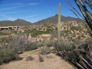Saguaro Forest 81