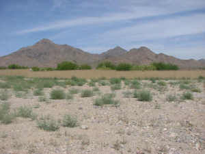 Arcadia at Silverleaf 3647