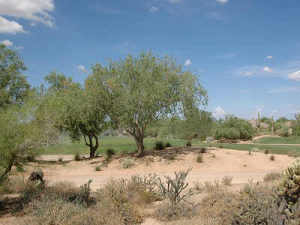 Terravita home for sale