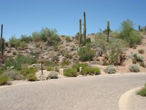 Saguaro Forest 142