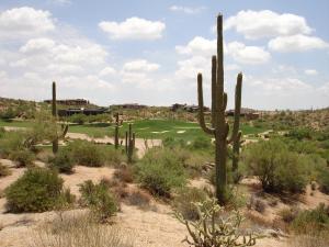 Saguaro Forest 57