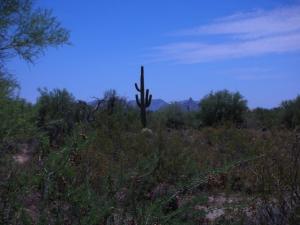 Whisper Rock 84