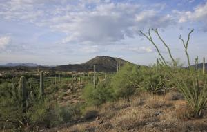 Saguaro Forest 108