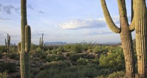 Saguaro Forest 162