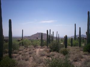 Saguaro Forest 105