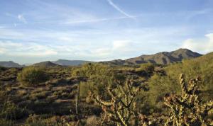 Gambel Quail 138