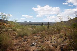 Upper Canyon at Silverleaf 1850