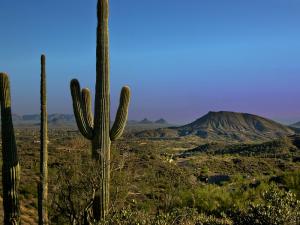 Saguaro Forest 323