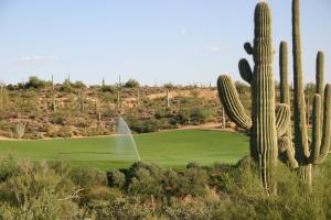 Saguaro Forest 256