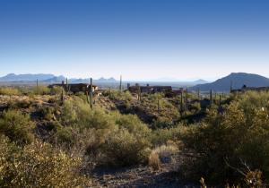 Saguaro Forest 202