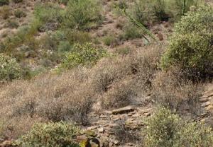 Lone Mountain (Carefree Ranch) 20