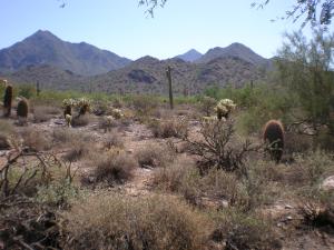 Horseshoe Canyon at Silverleaf 2914