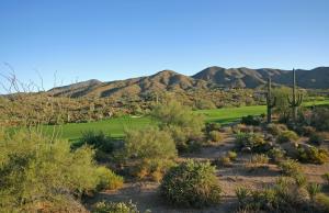 Saguaro Forest 153