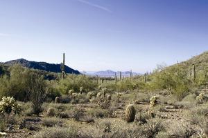 Upper Canyon at Silverleaf 1962