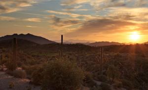 Saguaro Forest 117