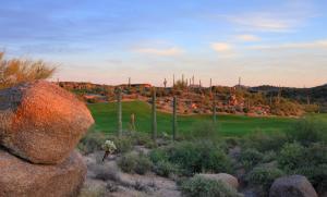 Saguaro Forest 114