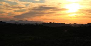 Saguaro Forest 116