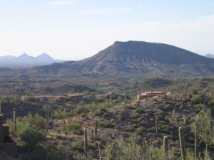 Saguaro Forest 311