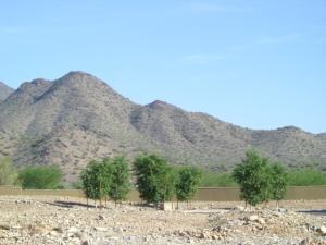 Arcadia at Silverleaf 3642