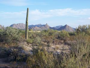 Pinnacle Peak Ranchos 58