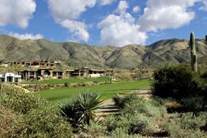 Saguaro Forest 157