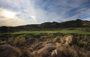 Saguaro Forest 119