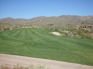 Saguaro Forest 262