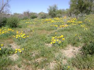 South of Rio Verde 1