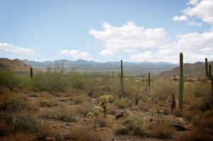 Upper Canyon at Silverleaf 1853