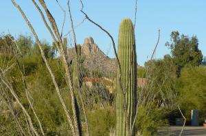Pinnacle Peak Vistas 2 24