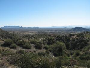 Saguaro Forest 248