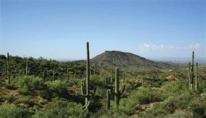 Saguaro Forest 304
