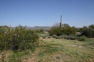 Tonto Verde 1